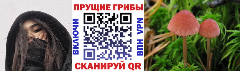 blacksprut ссылка Ахтубинск Псилоцибиновые грибы Cubensis